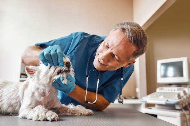 Best 24-Hour Emergency Dental Care in Los Altos, CA